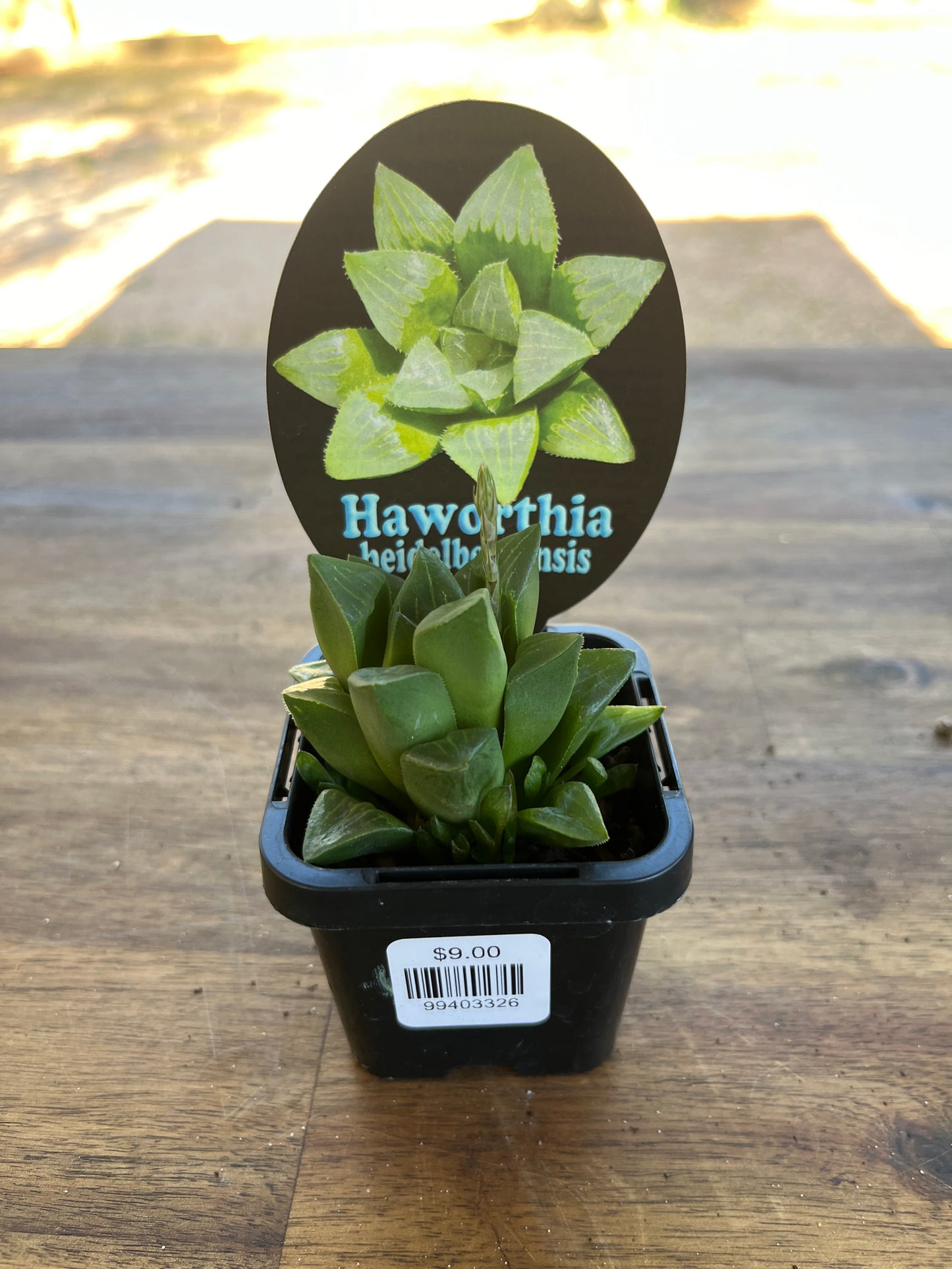 Haworthia heidelbergensis