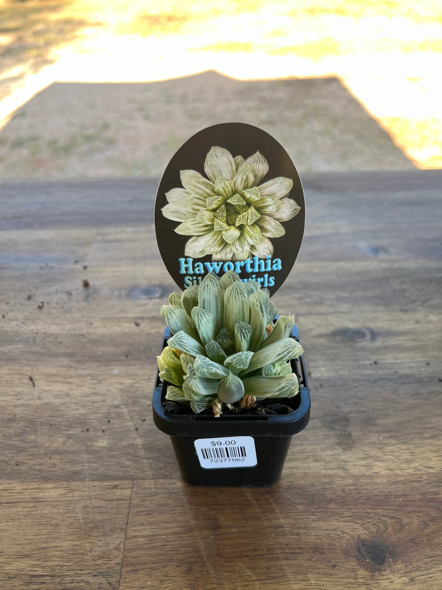 Haworthia cooperi cv silver swirls