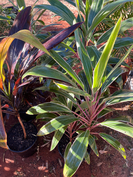 BIG Cordylines