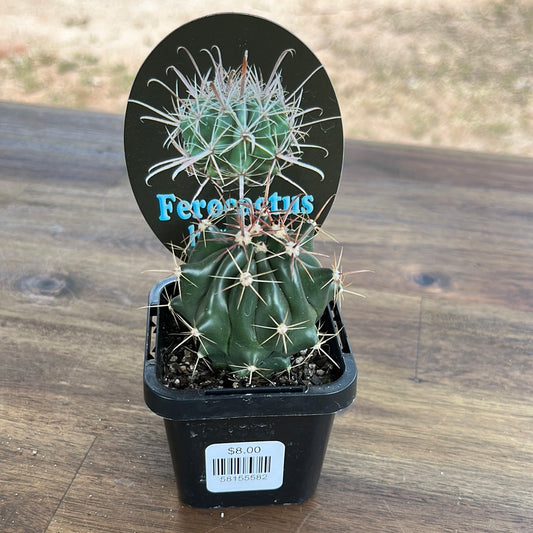 Ferocactus herrerae