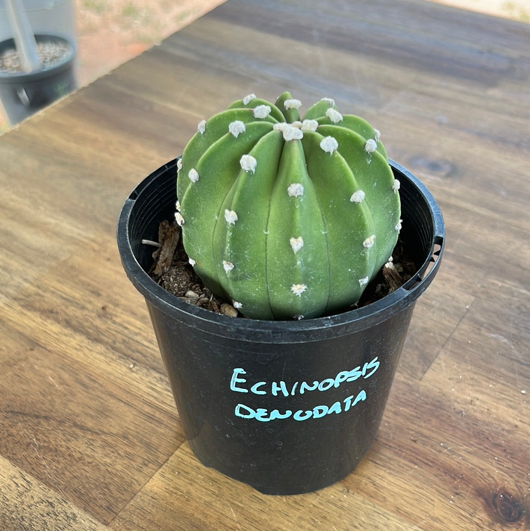 Echinopsis Denudata