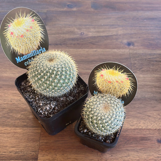 Mammillaria celsiana