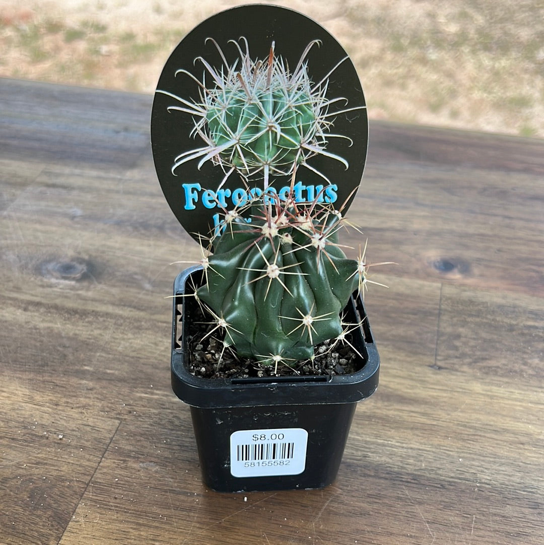 Ferocactus herrerae