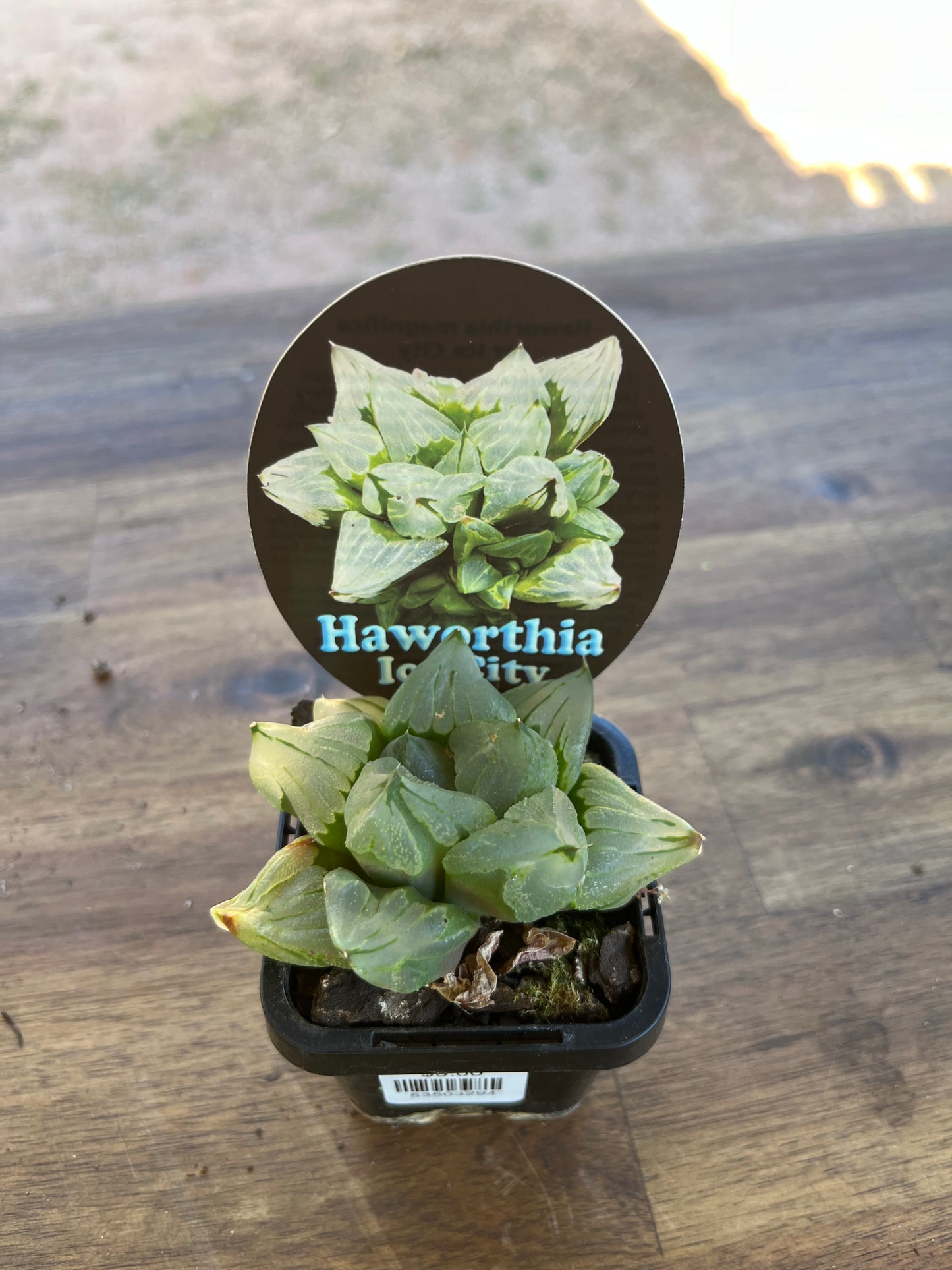 Haworthia magnifica var ice city