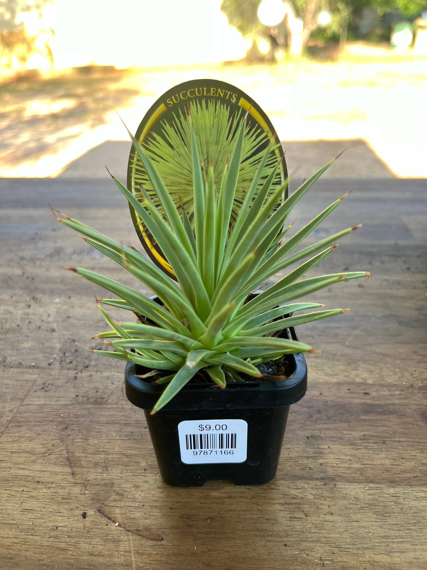 Agave stricta