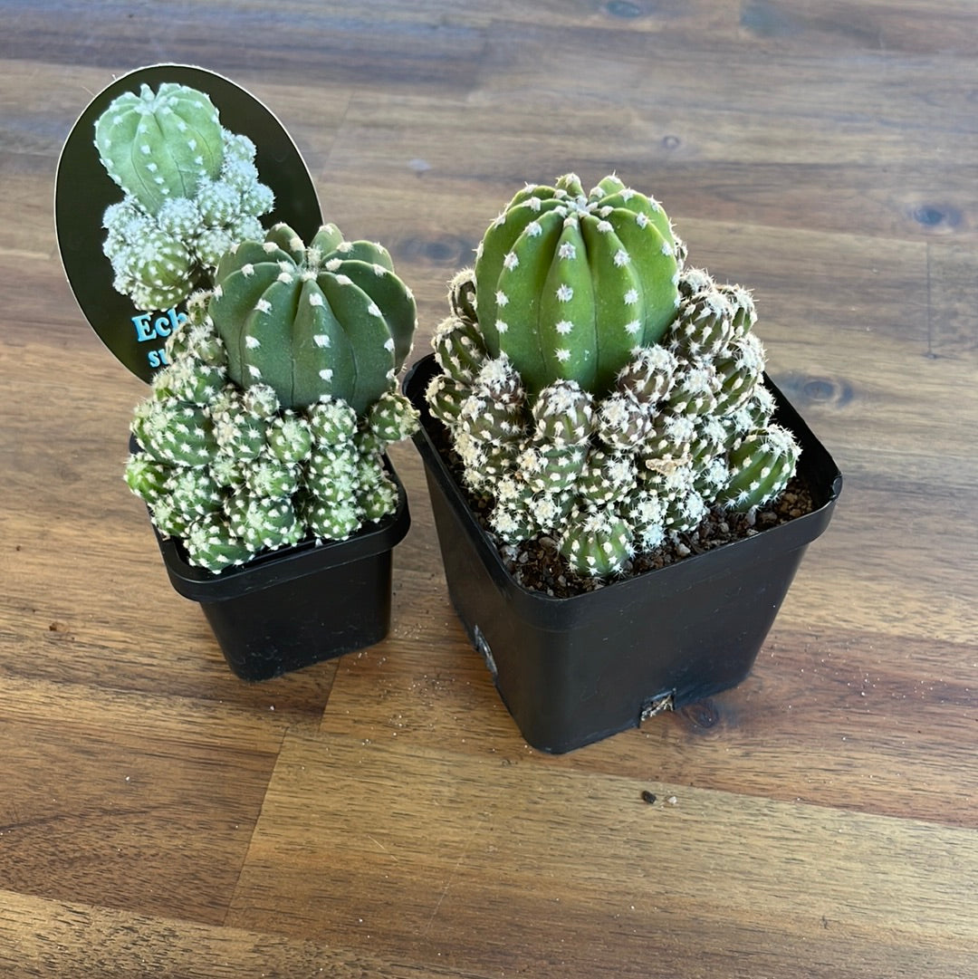 Echinopsis subdenudata var compacta