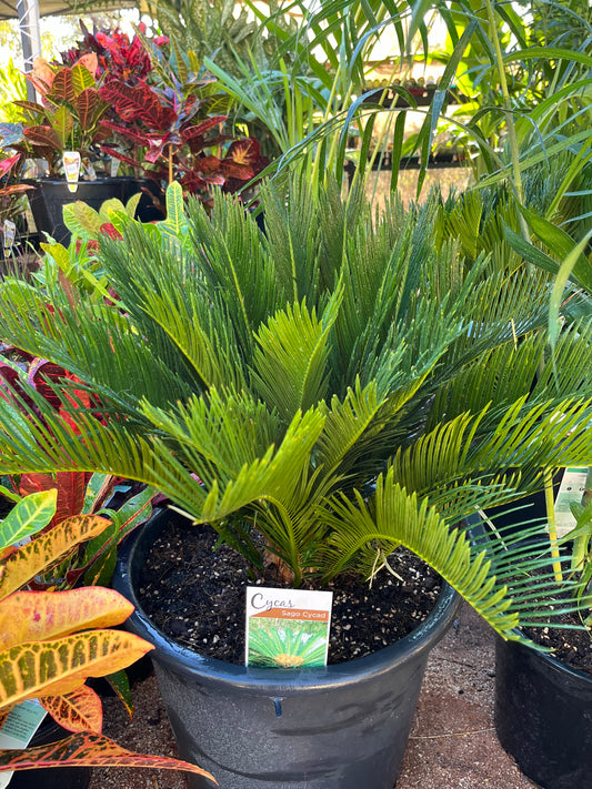 Cycas revoluta