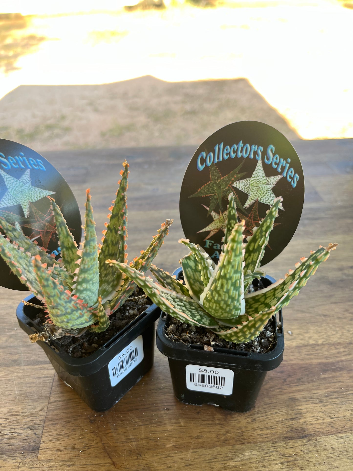 Aloe fantasy hybrids