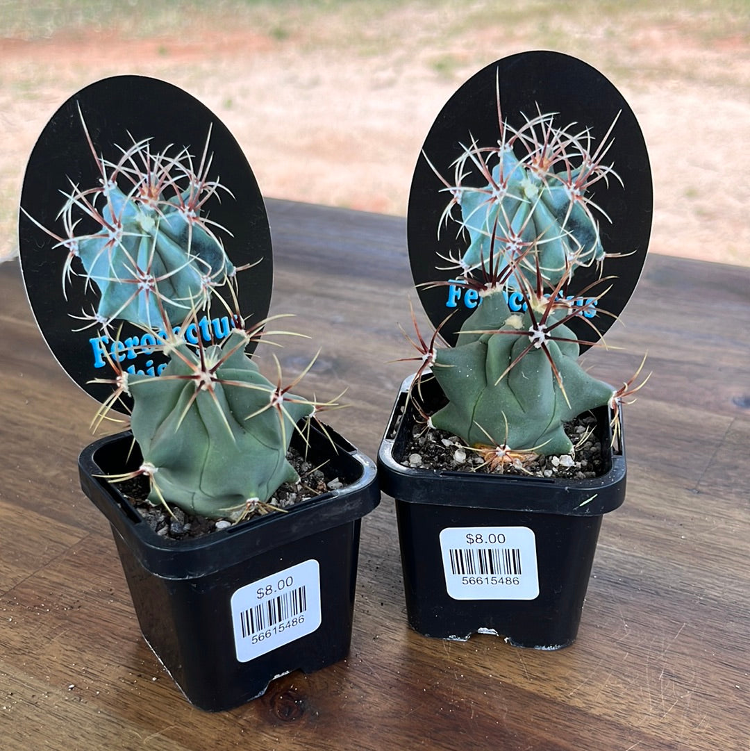 Ferocactus histrix