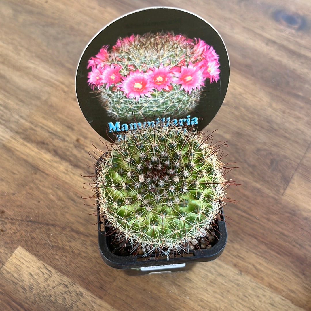 Mammillaria zelmaniana