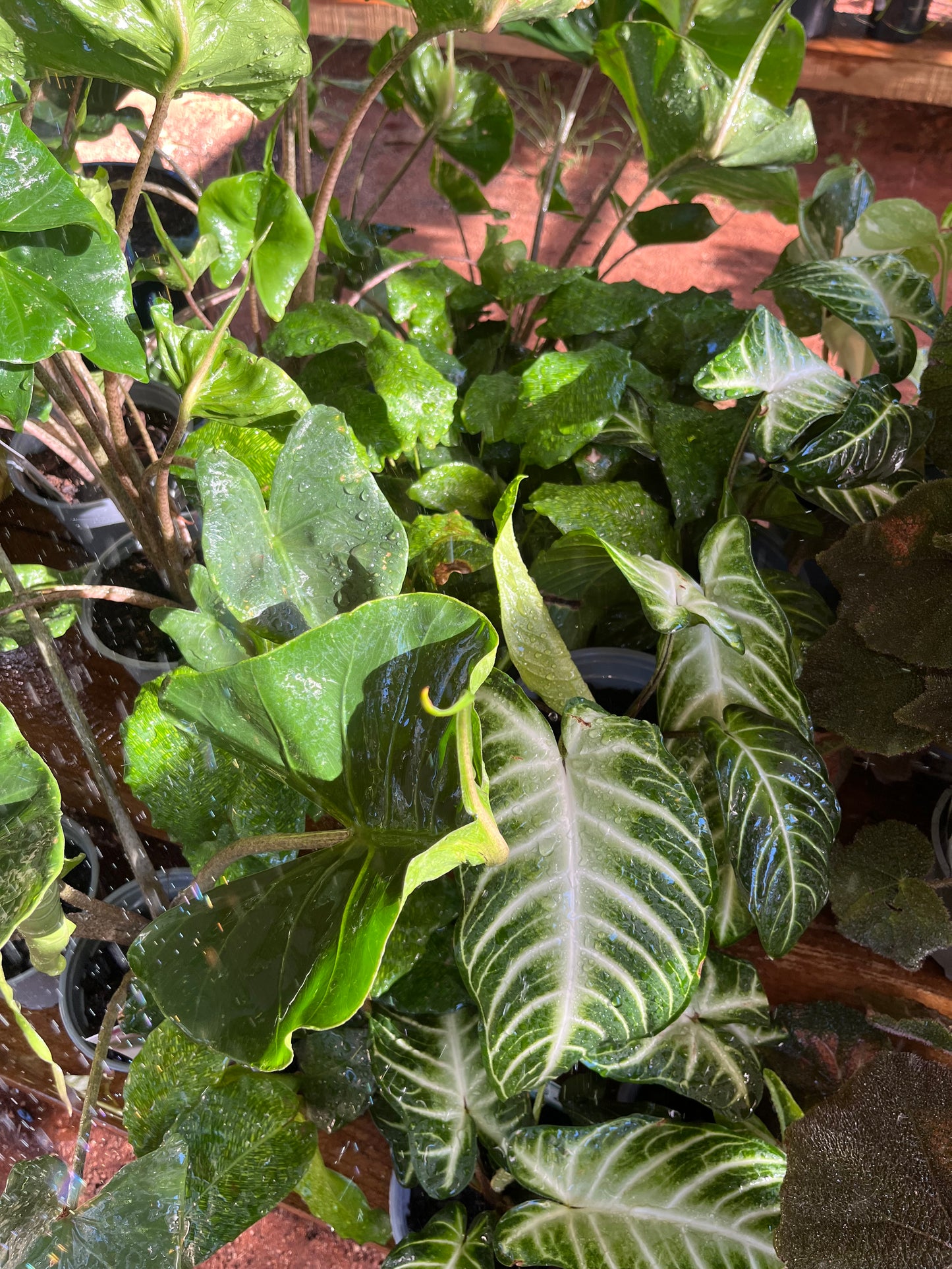 Alocasia Stingray