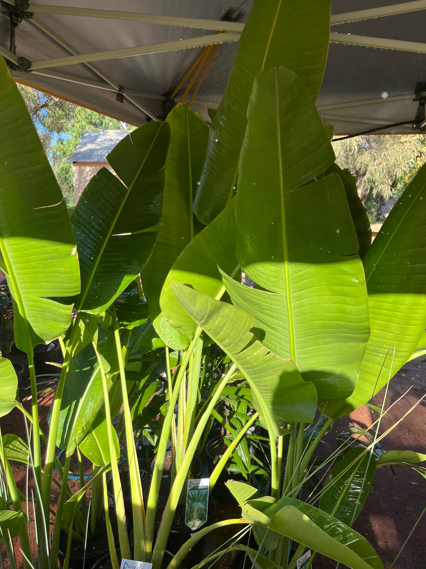 Ravenala madagascariensis