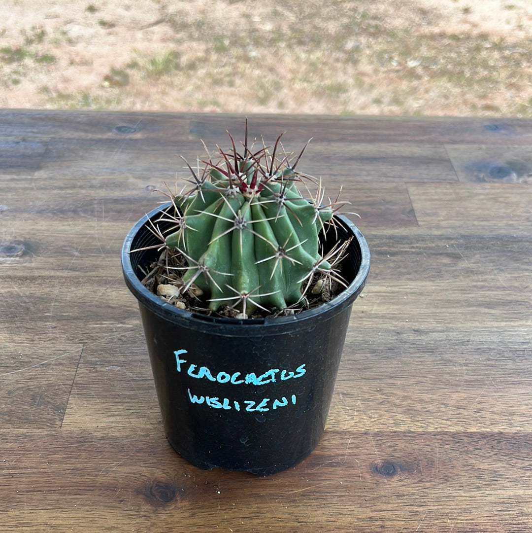 Ferocactus wislizeni