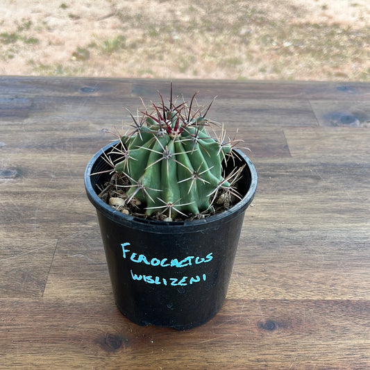 Ferocactus wislizeni