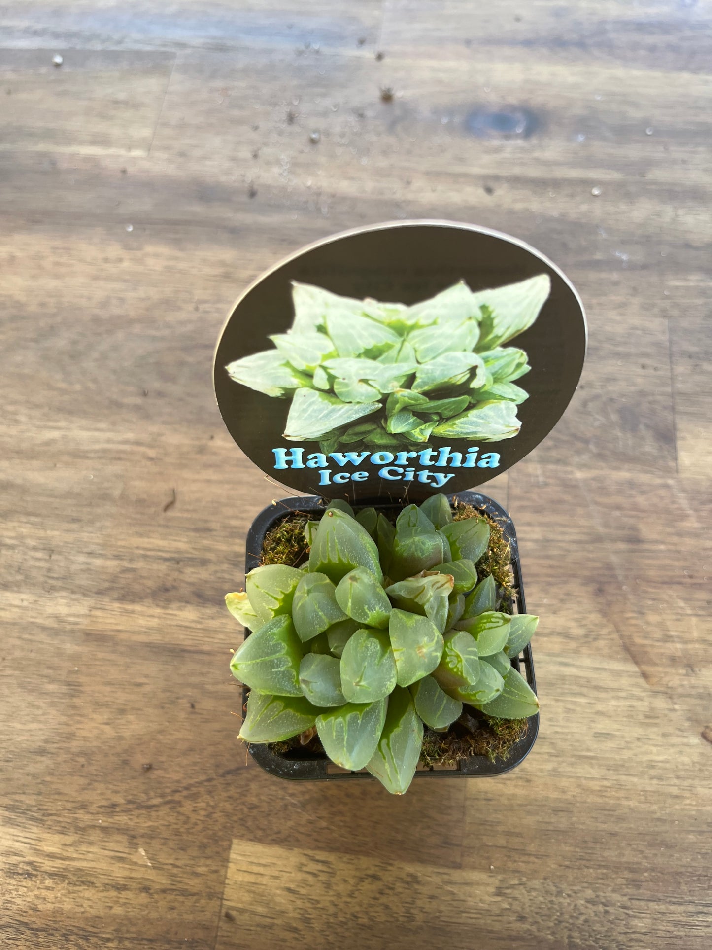 Haworthia magnifica var ice city