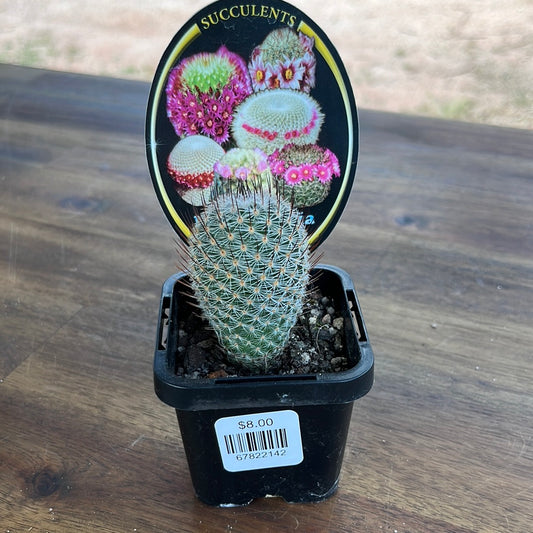 Mammillaria