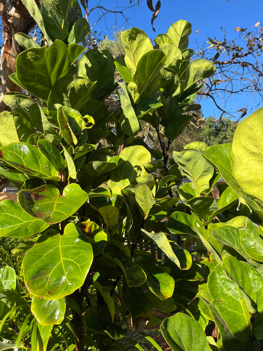 Ficus Lytara Bambino