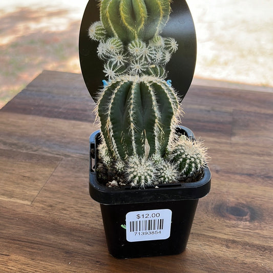 Notocactus magnificus