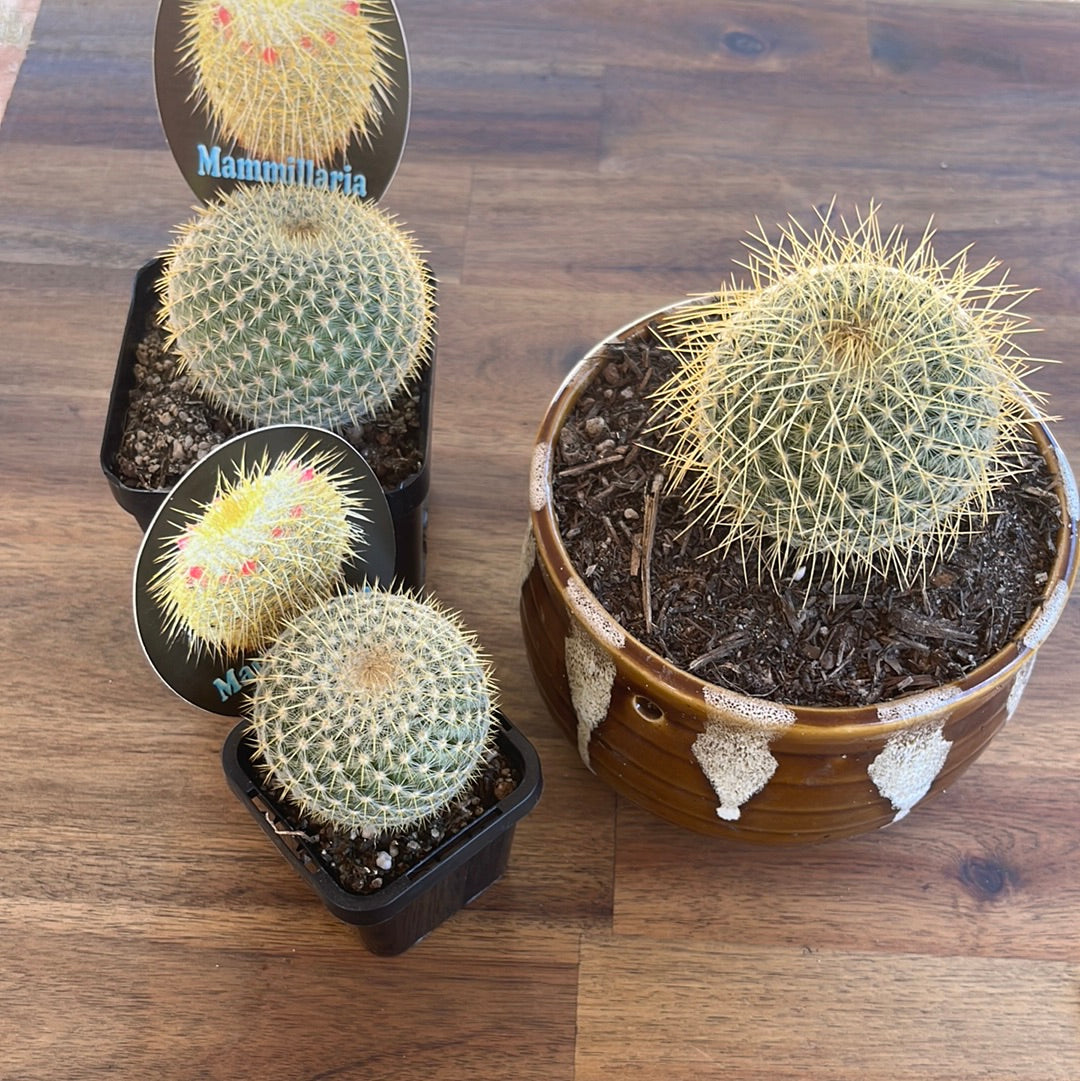 Mammillaria celsiana