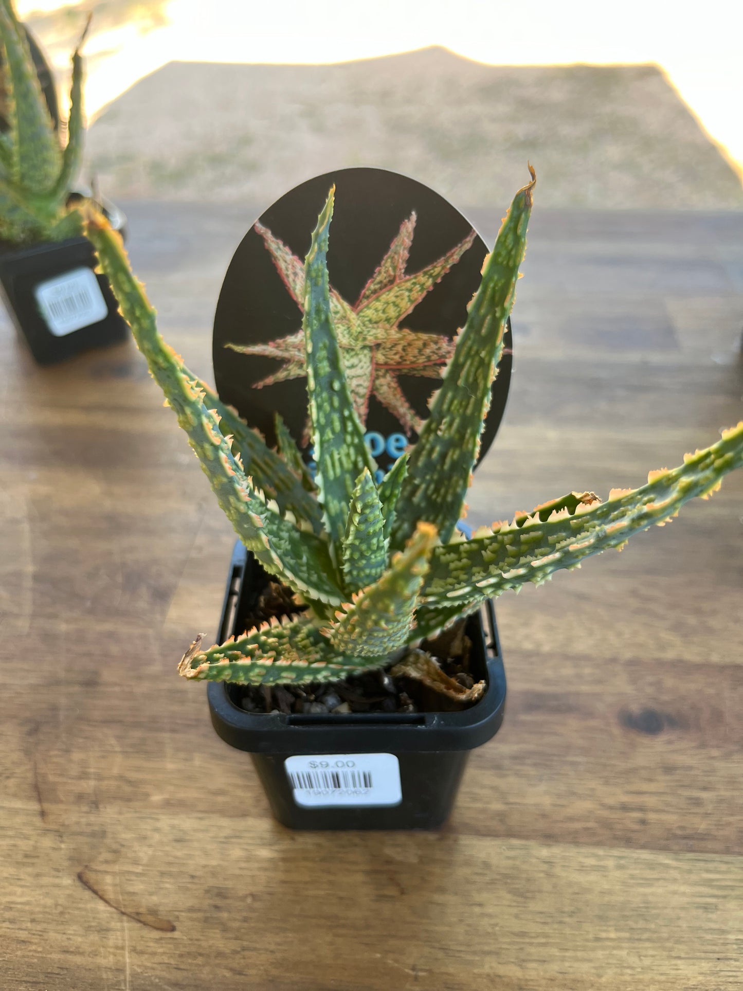 Aloe piranha