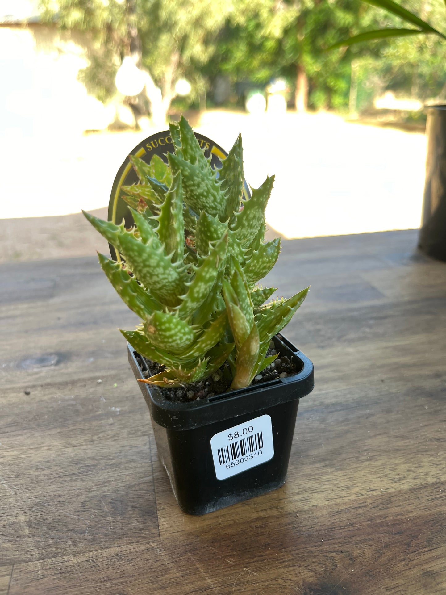 Aloe juvenna