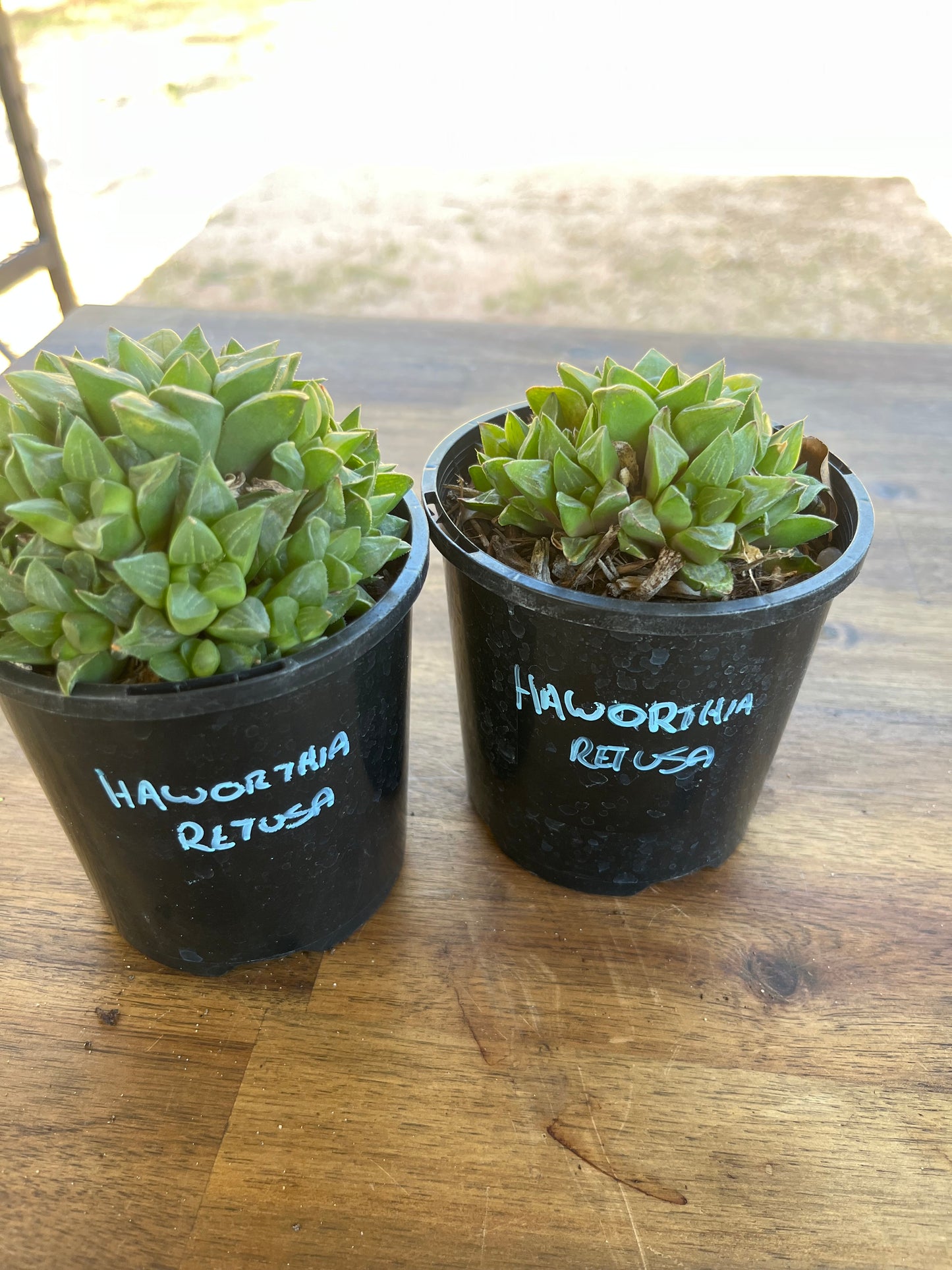 Haworthia retusa