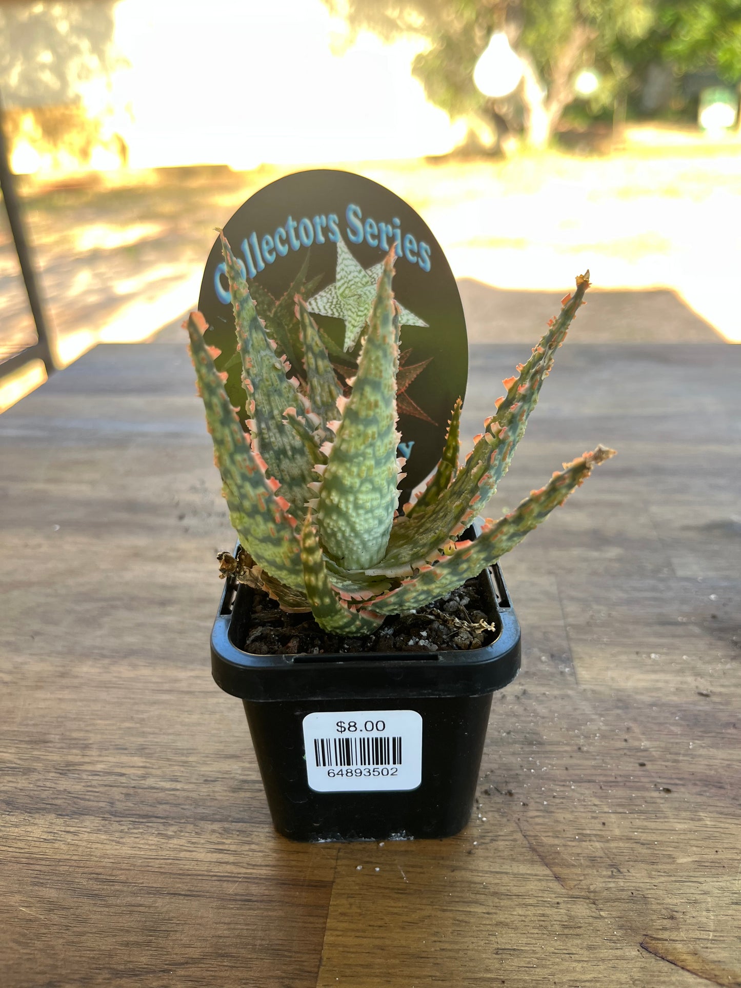 Aloe fantasy hybrids