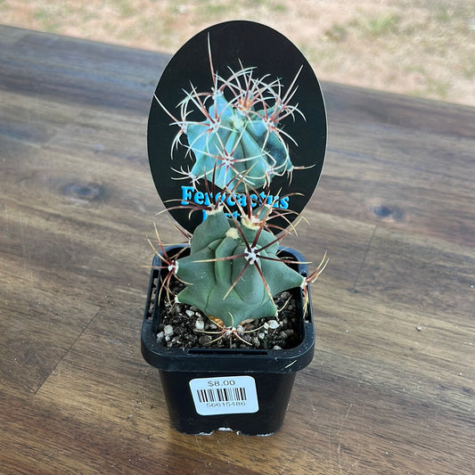 Ferocactus histrix