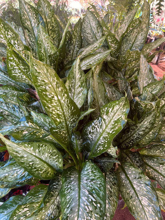 Dieffenbachia