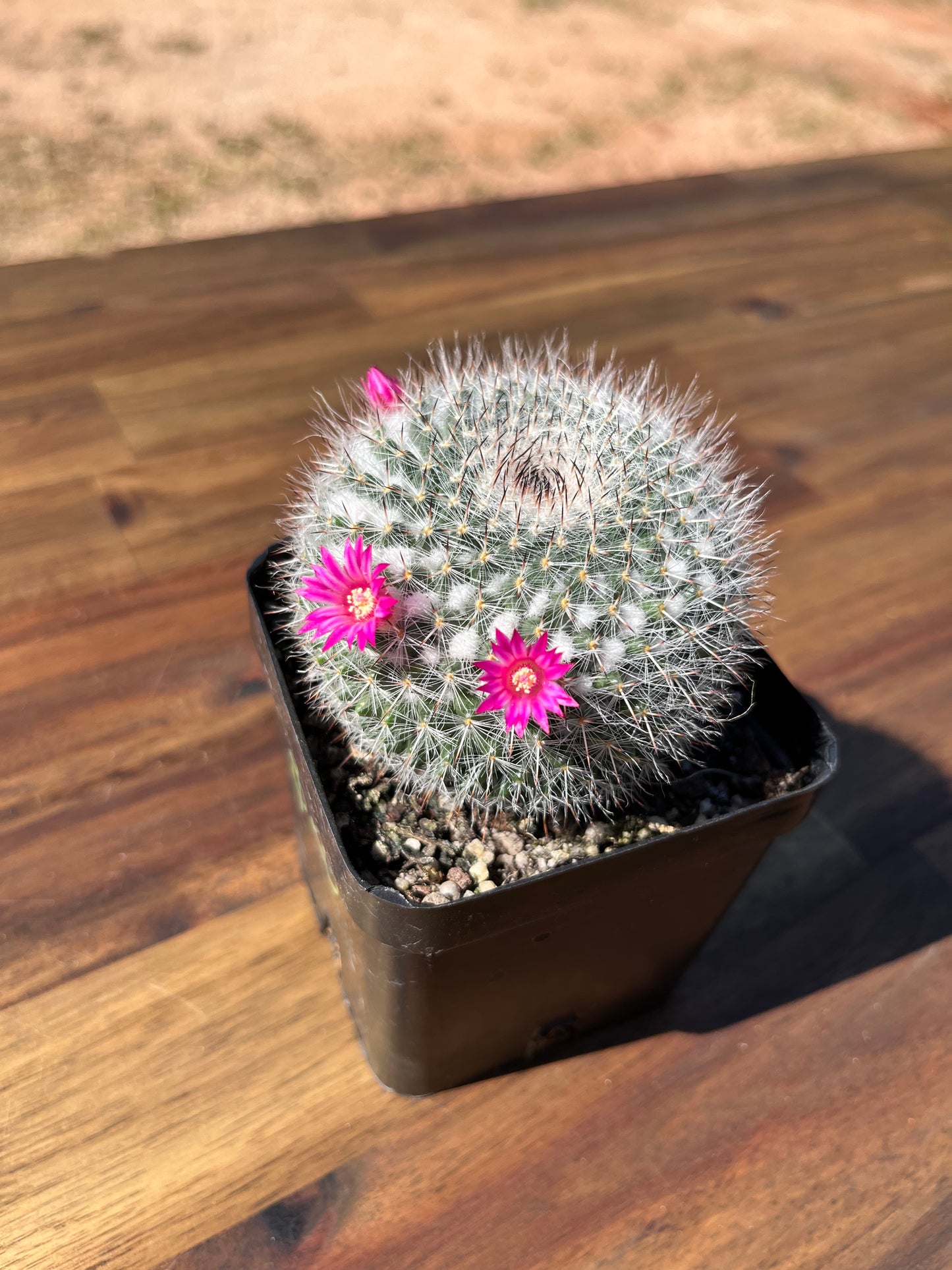 Mammillaria hahniana