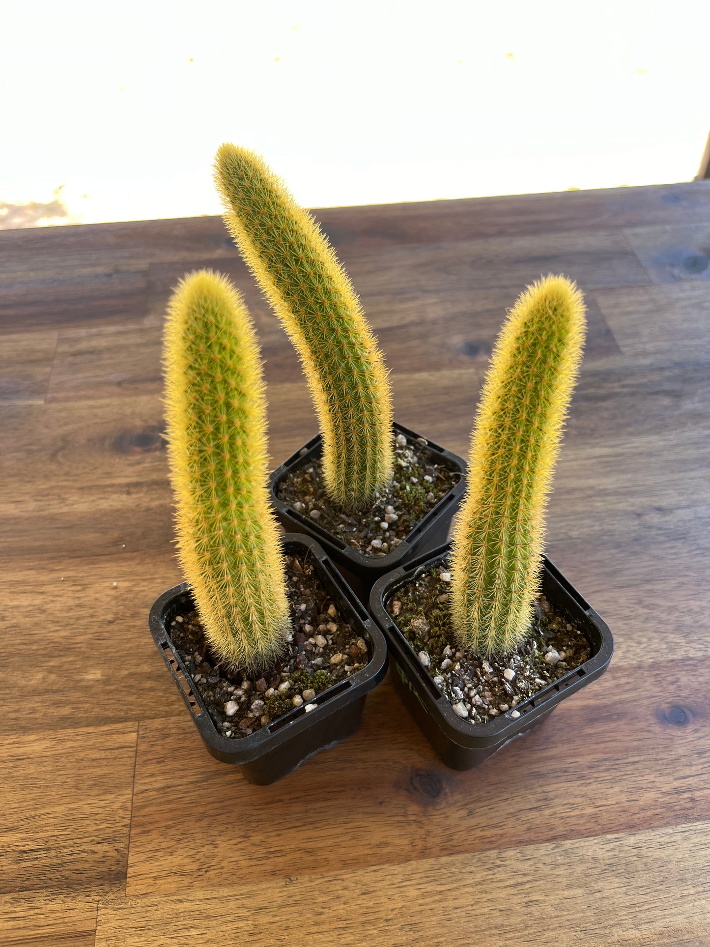 Cleistocactus winteri “Erecta”