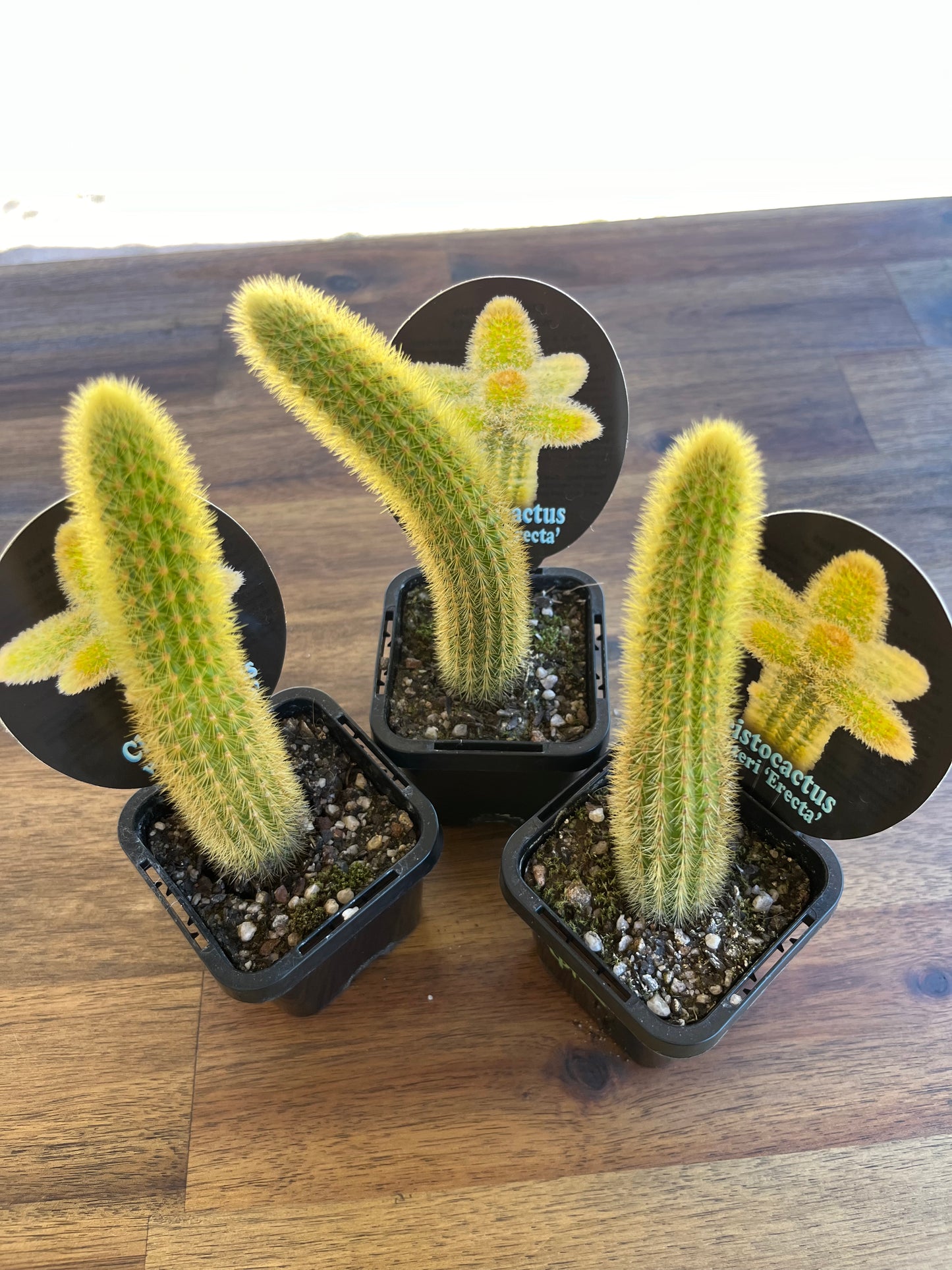 Cleistocactus winteri “Erecta”