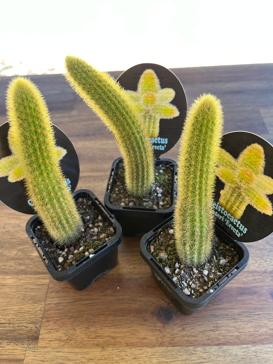 Cleistocactus winteri “Erecta”