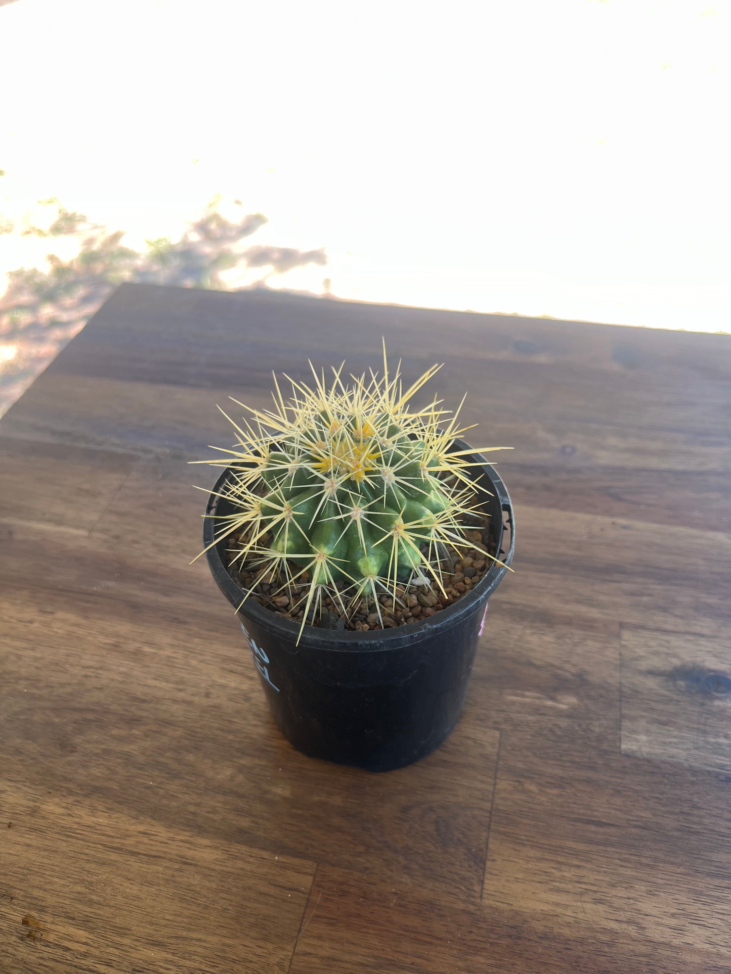 Echinocactus grusonii